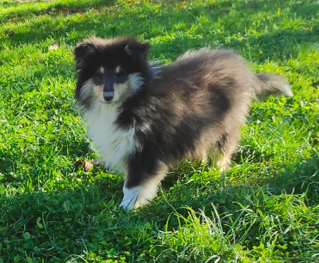 chiot Colley à poil long De Charletienne