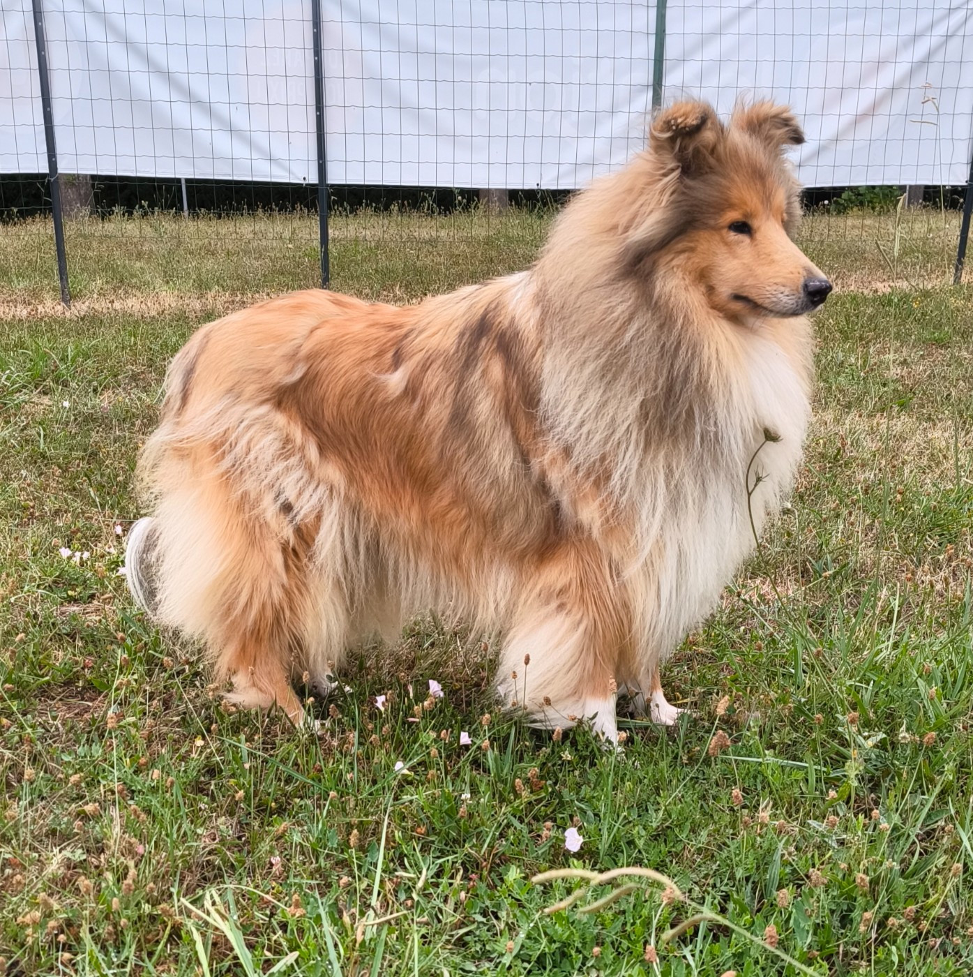 Adultes à placer en retraite