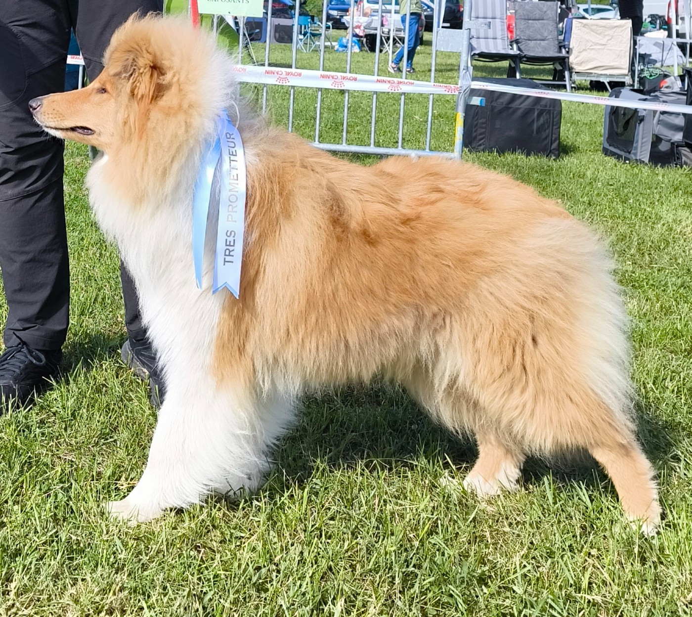 Toulouse Balma National Dog Show CACS 2026