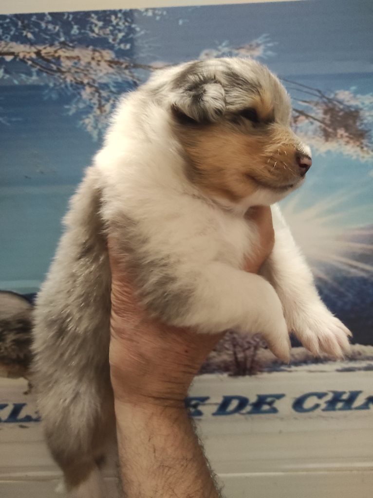 De Charletienne - Chiots disponibles - Colley à poil long