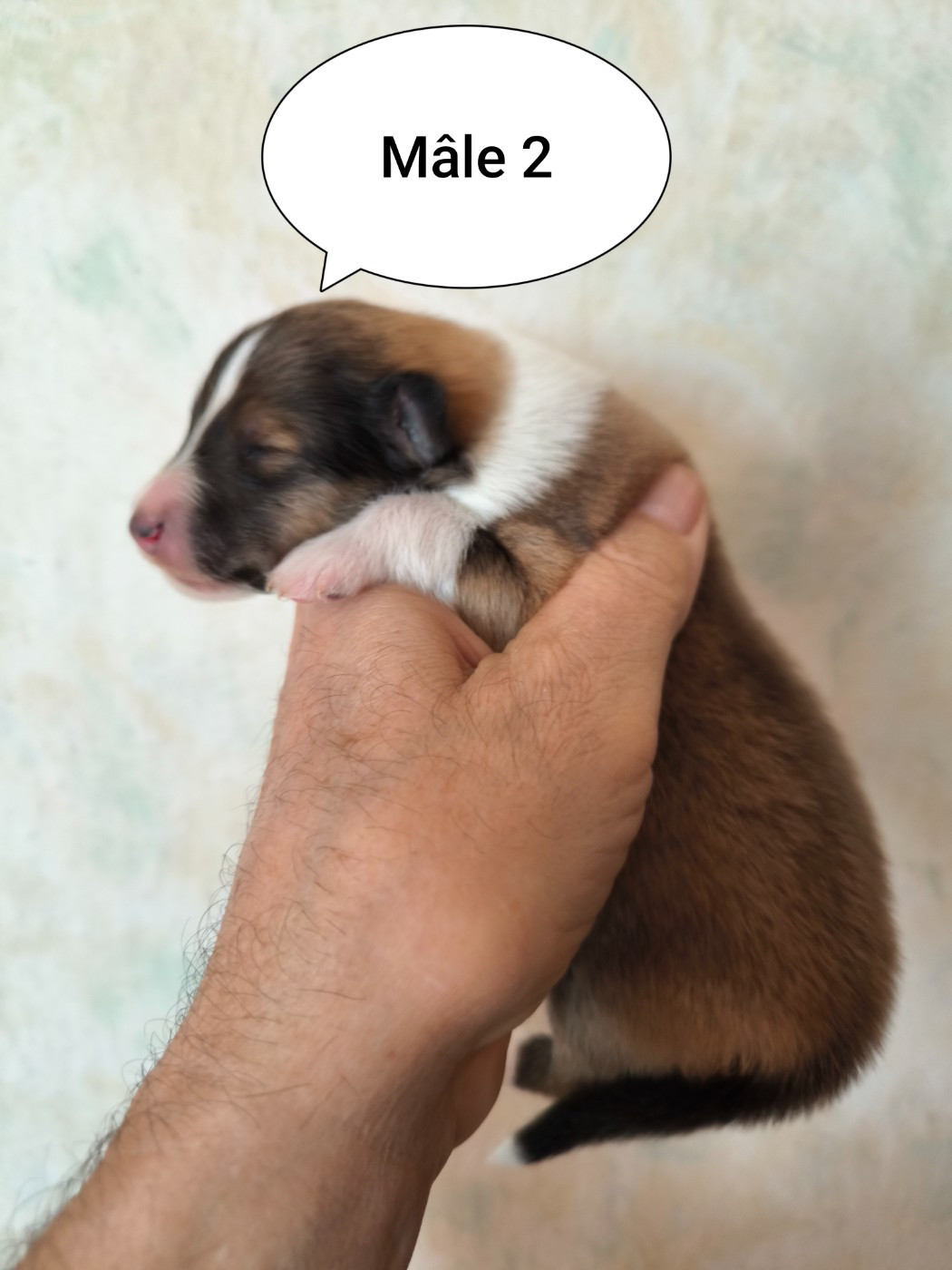 De Charletienne - Chiots disponibles - Colley à poil long