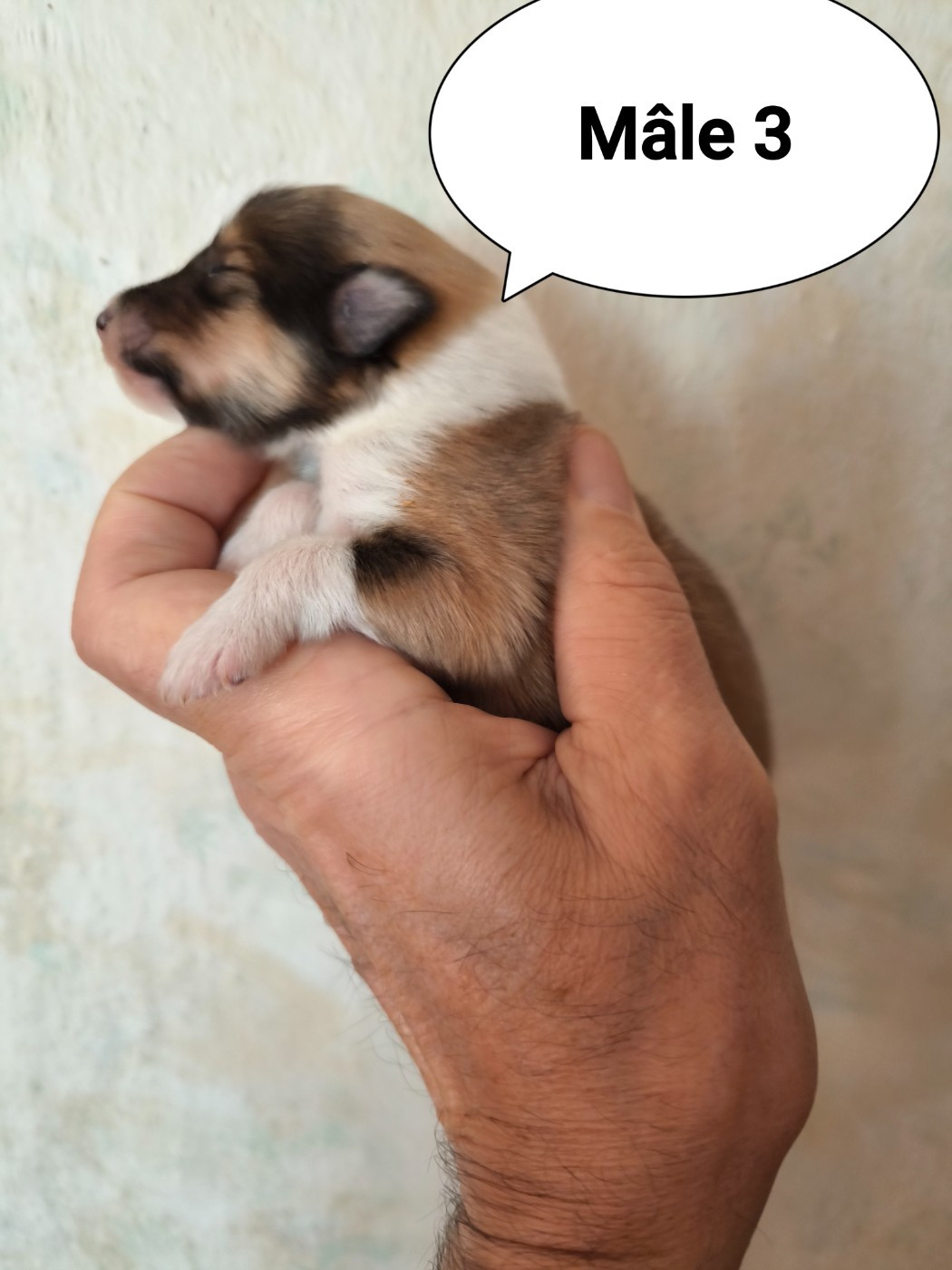 De Charletienne - Chiots disponibles - Colley à poil long