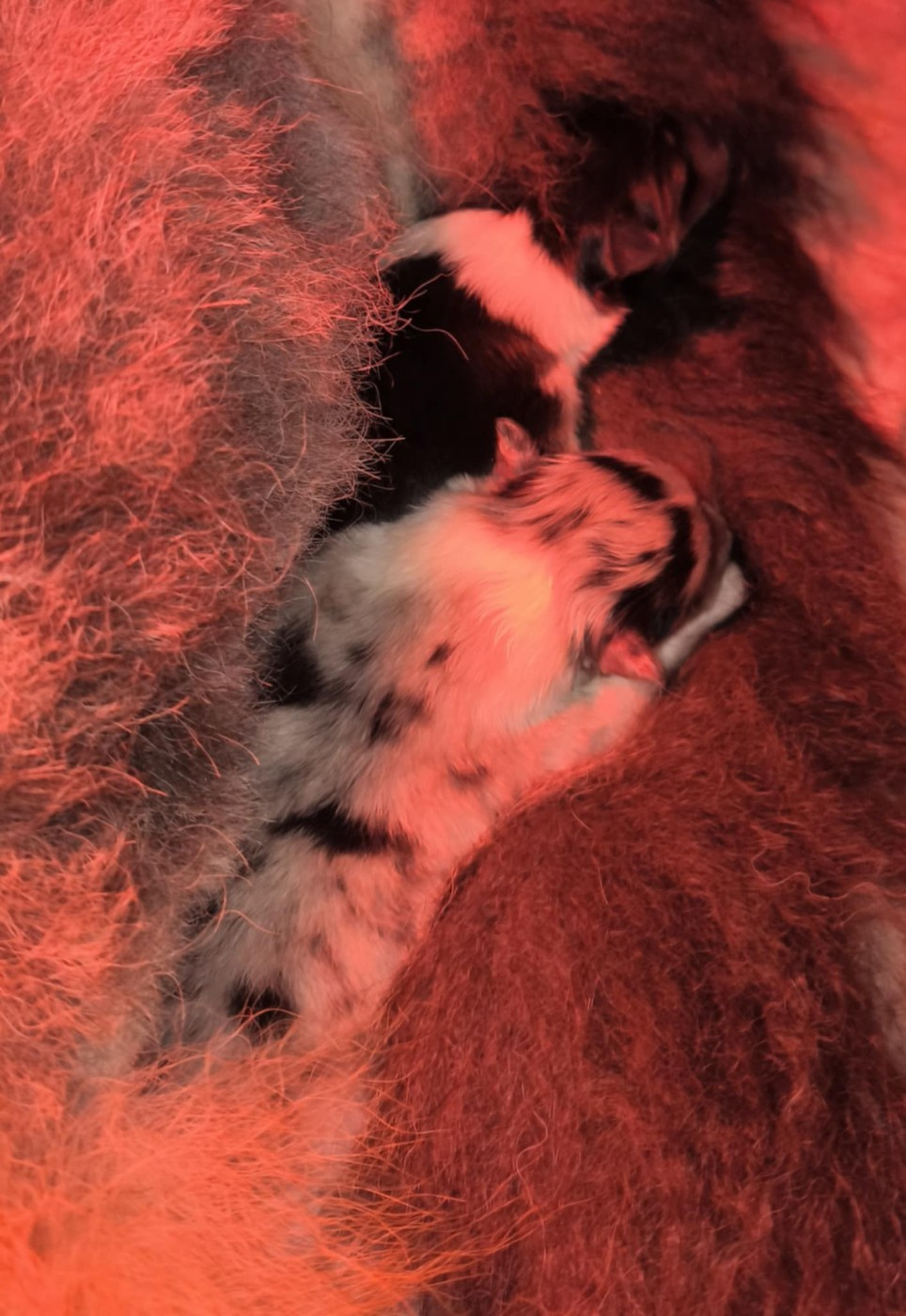 De Charletienne - Chiots disponibles - Colley à poil long