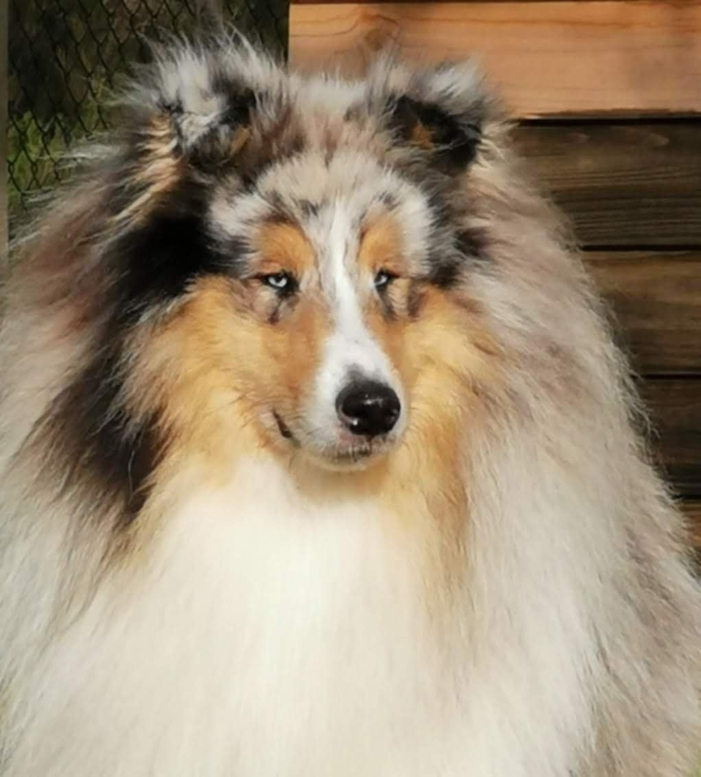 Chiot Colley à poil long De Charletienne