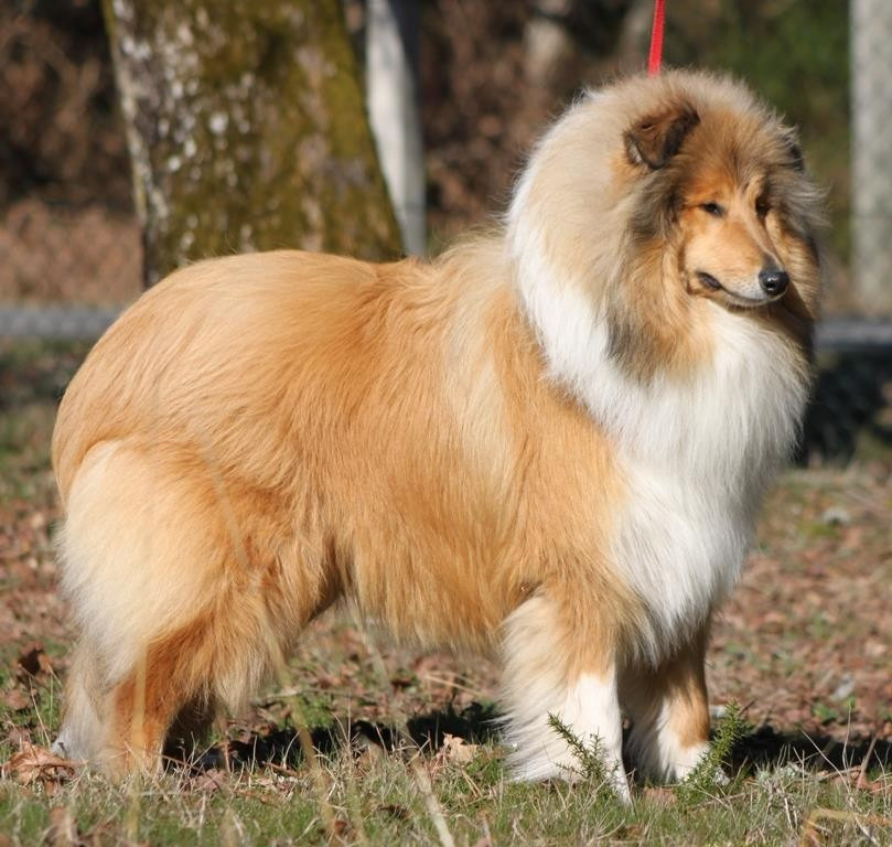Chiot Colley à poil long De Charletienne