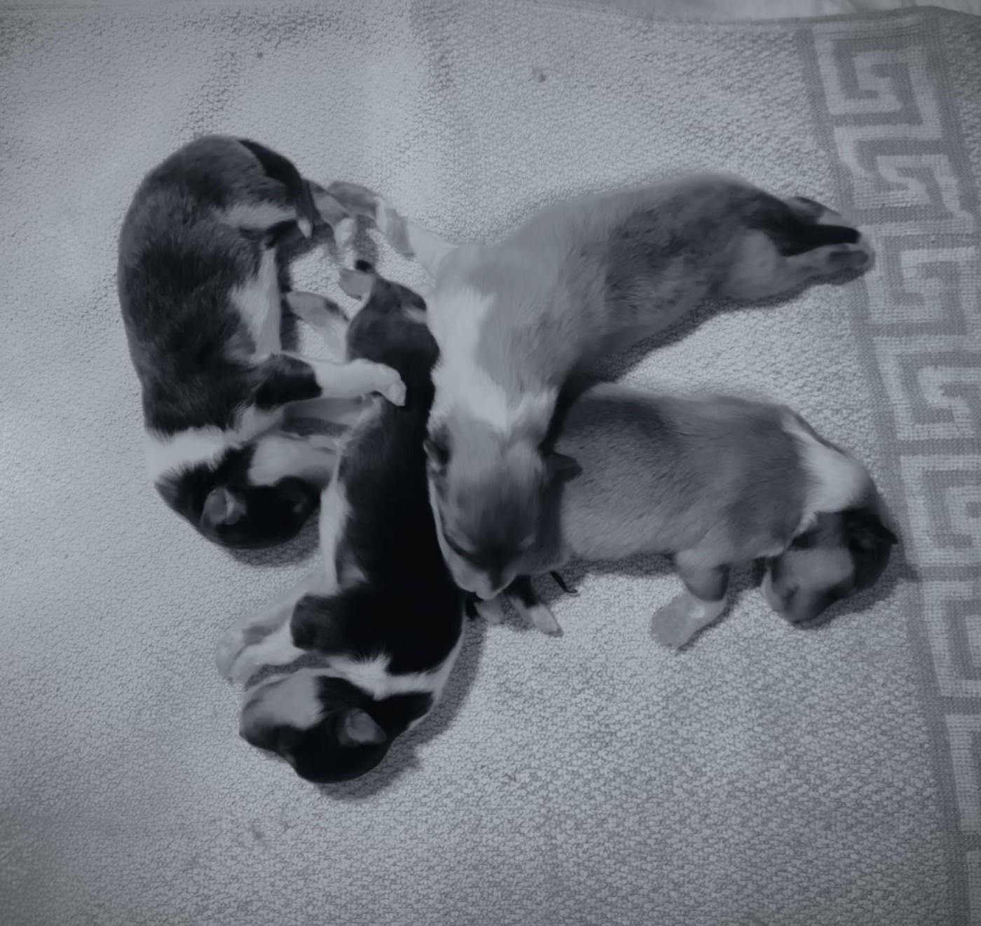 De Charletienne - Chiots disponibles - Colley à poil long