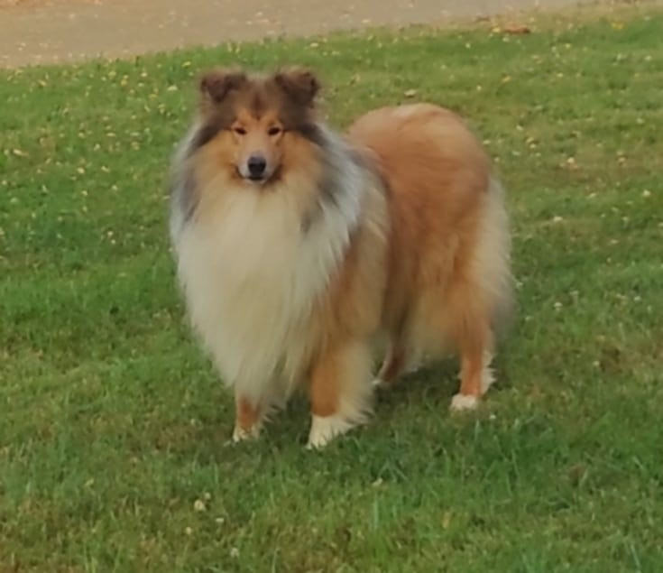 Chiot Colley à poil long De Charletienne