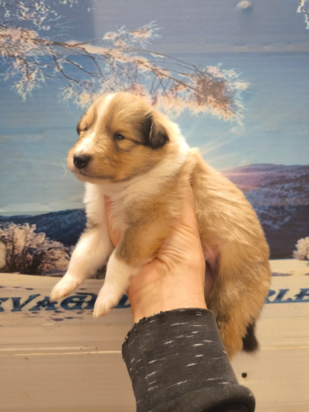 De Charletienne - Chiots disponibles - Colley à poil long