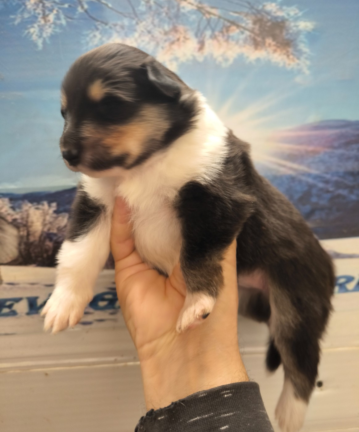 De Charletienne - Chiots disponibles - Colley à poil long