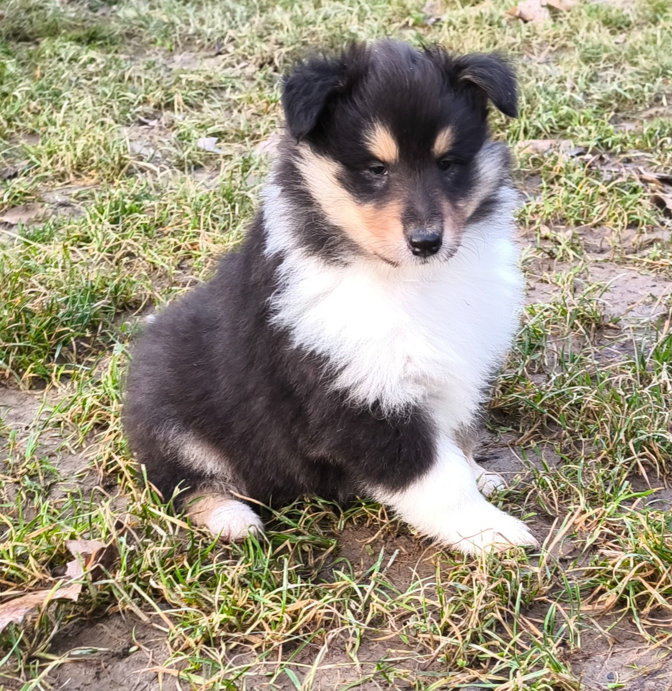 De Charletienne - Colley à poil long - Portée née le 12/12/2025