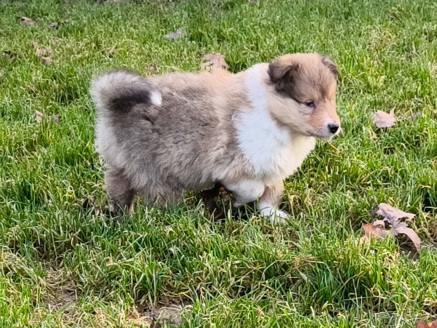 De Charletienne - Colley à poil long - Portée née le 13/12/2025