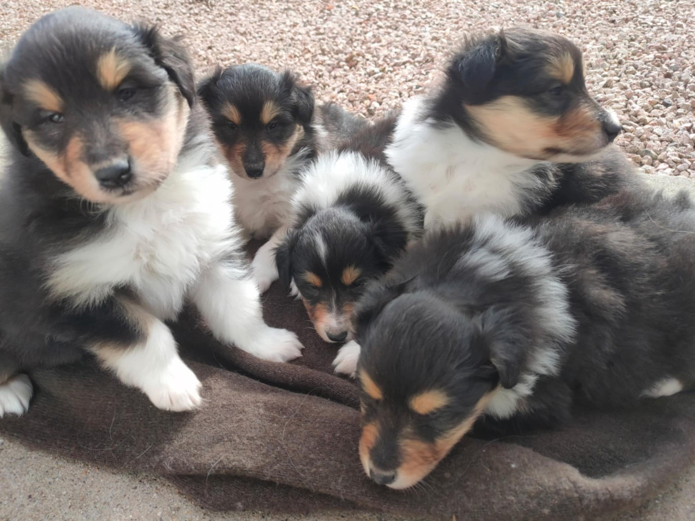 De Charletienne - Colley à poil long - Portée née le 24/12/2025