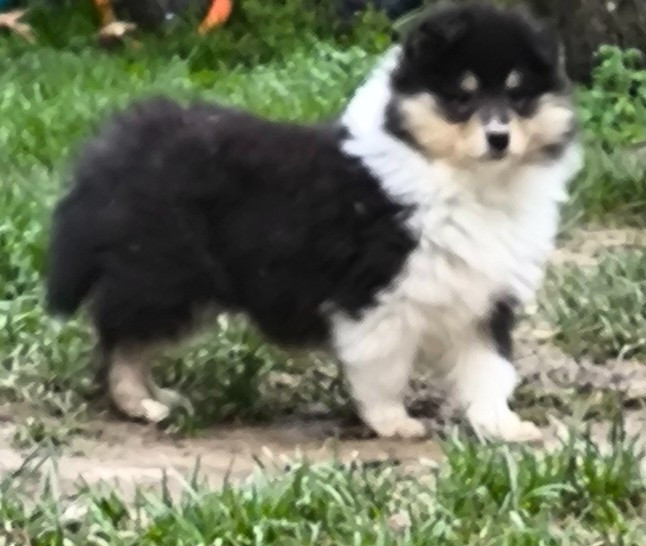 De Charletienne - Chiots disponibles - Colley à poil long