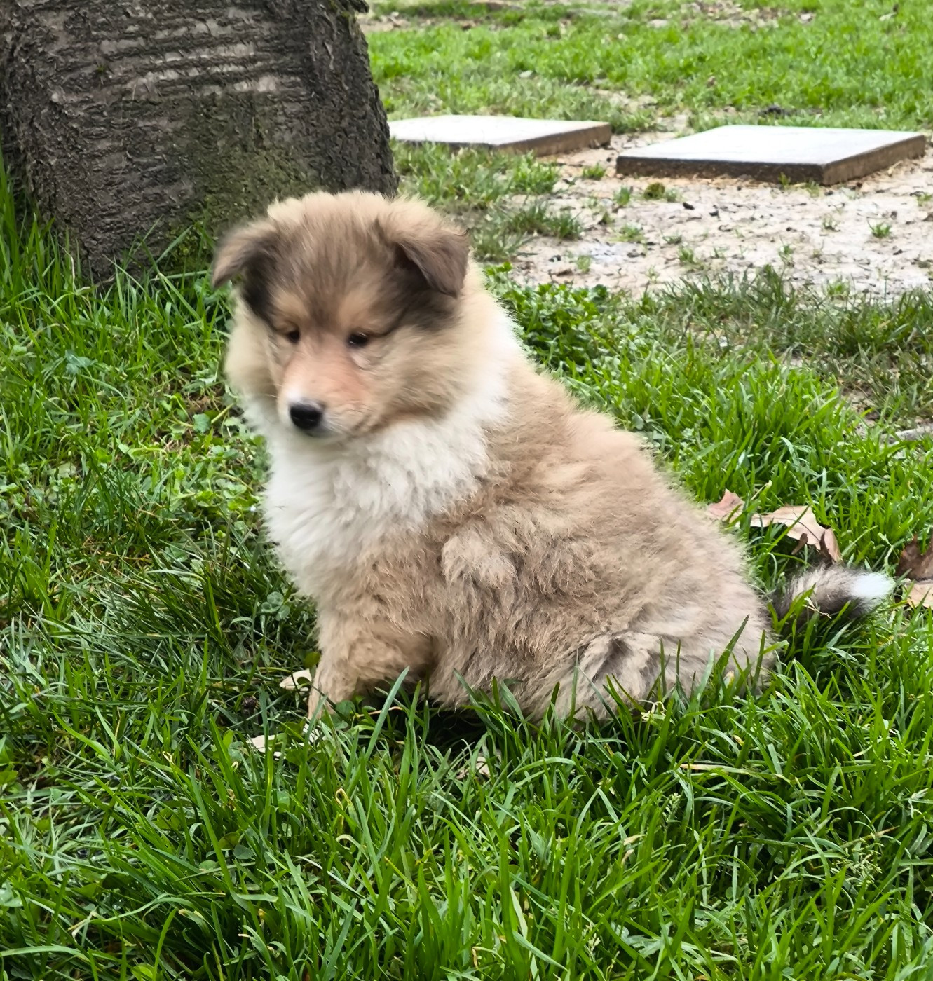De Charletienne - Chiots disponibles - Colley à poil long