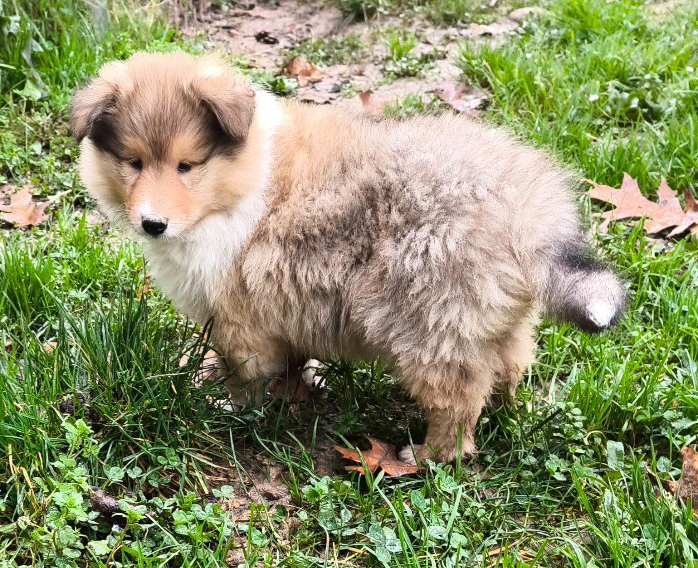 De Charletienne - Colley à poil long - Portée née le 13/12/2025