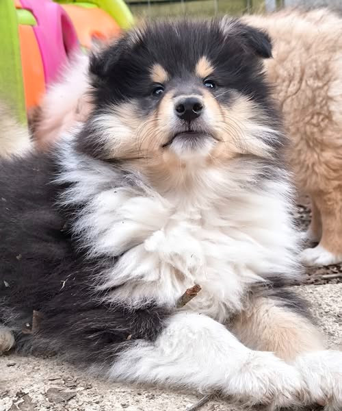 De Charletienne - Chiots disponibles - Colley à poil long