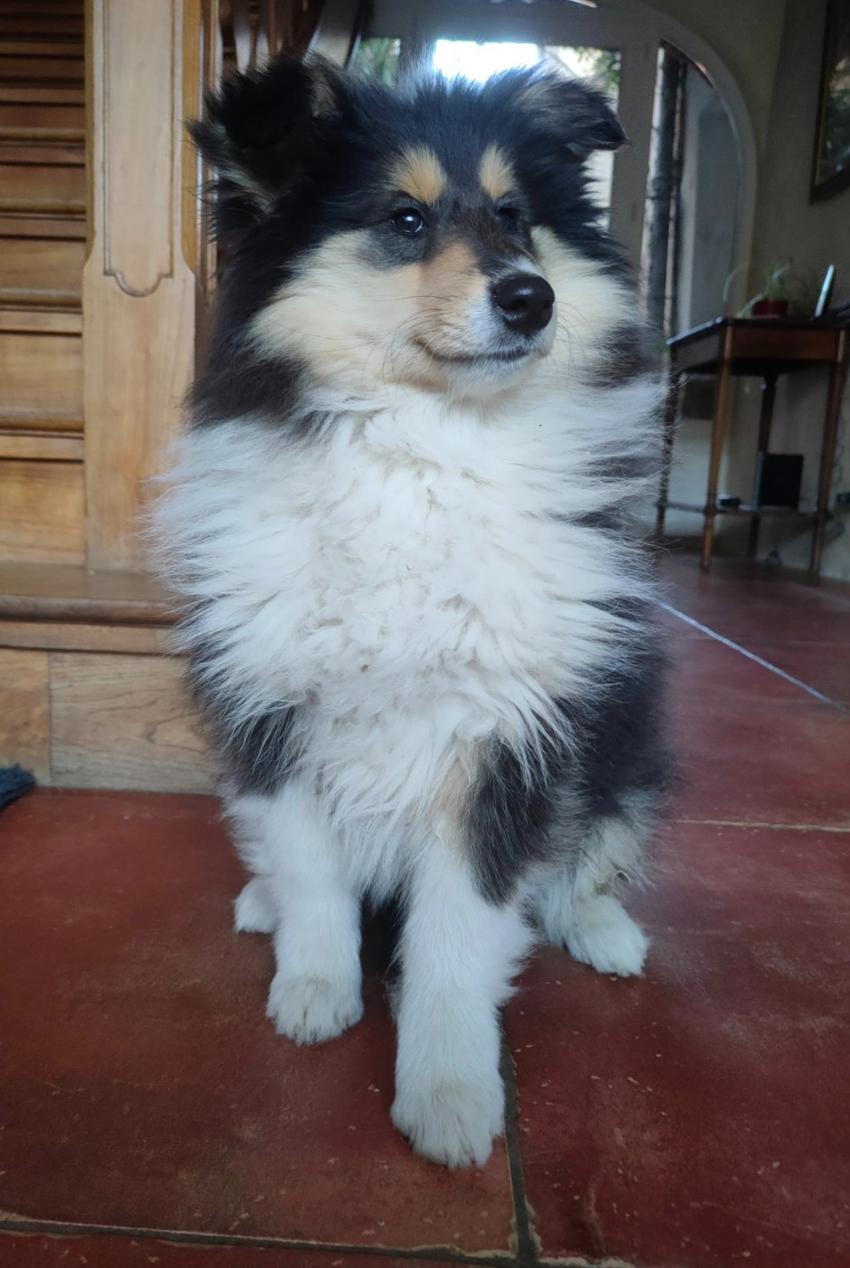 De Charletienne - Chiots disponibles - Colley à poil long