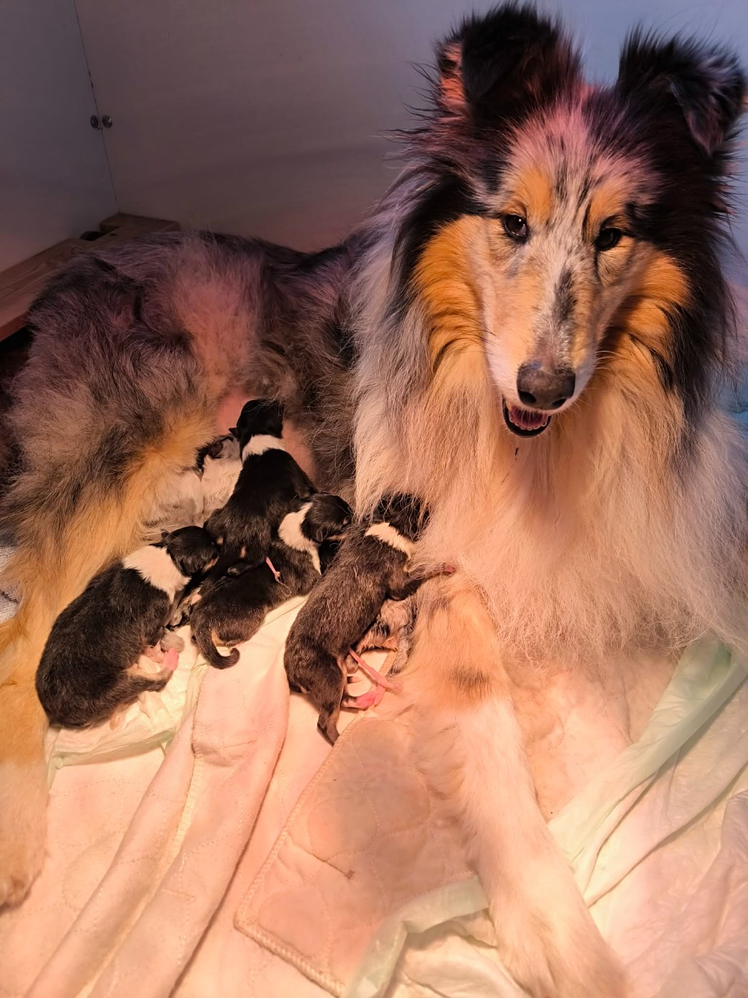 Chiot Colley à poil long De Charletienne