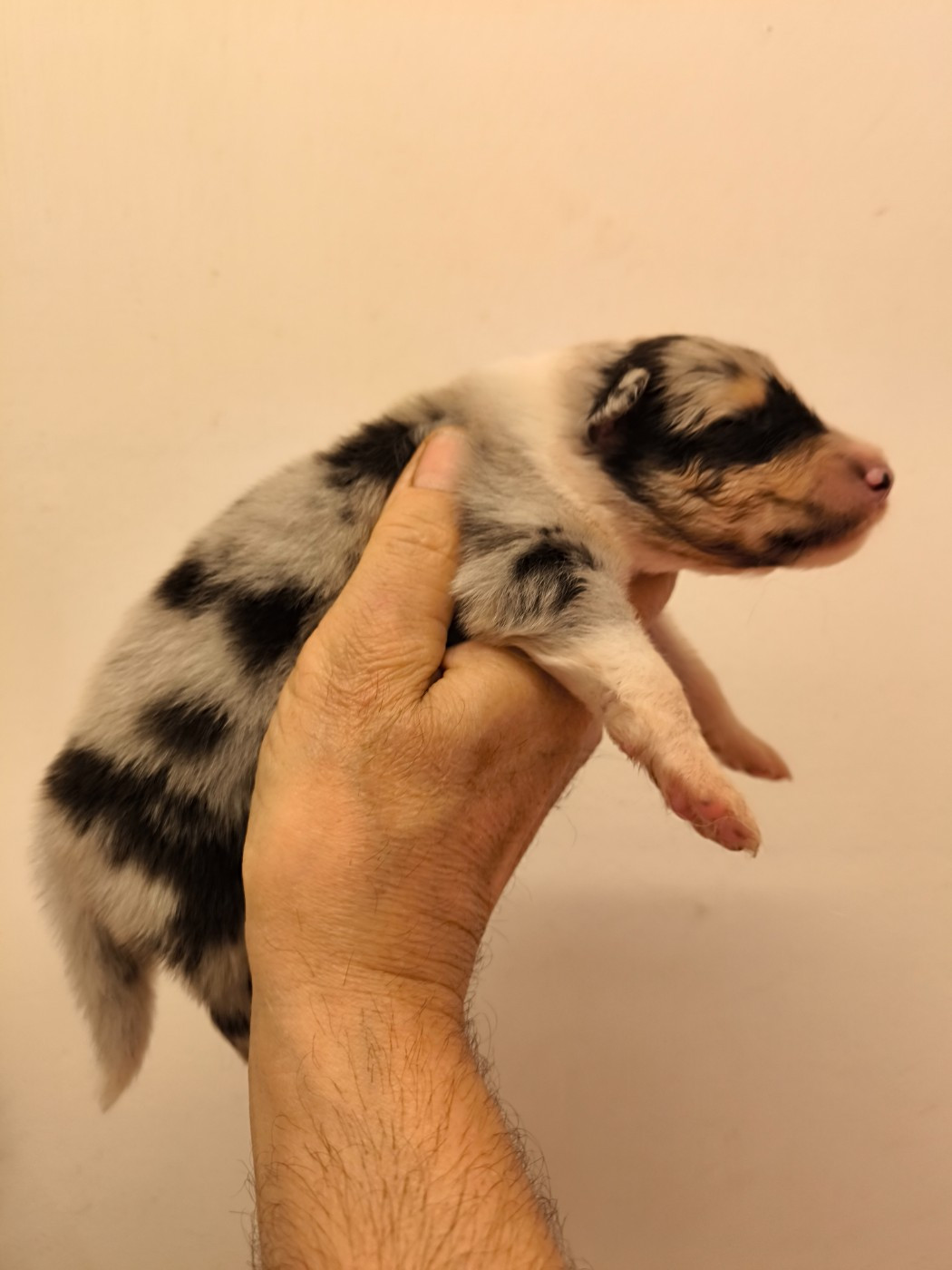 De Charletienne - Chiots disponibles - Colley à poil long