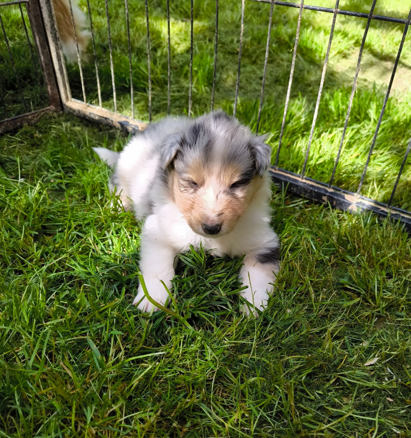 De Charletienne - Chiots disponibles - Colley à poil long