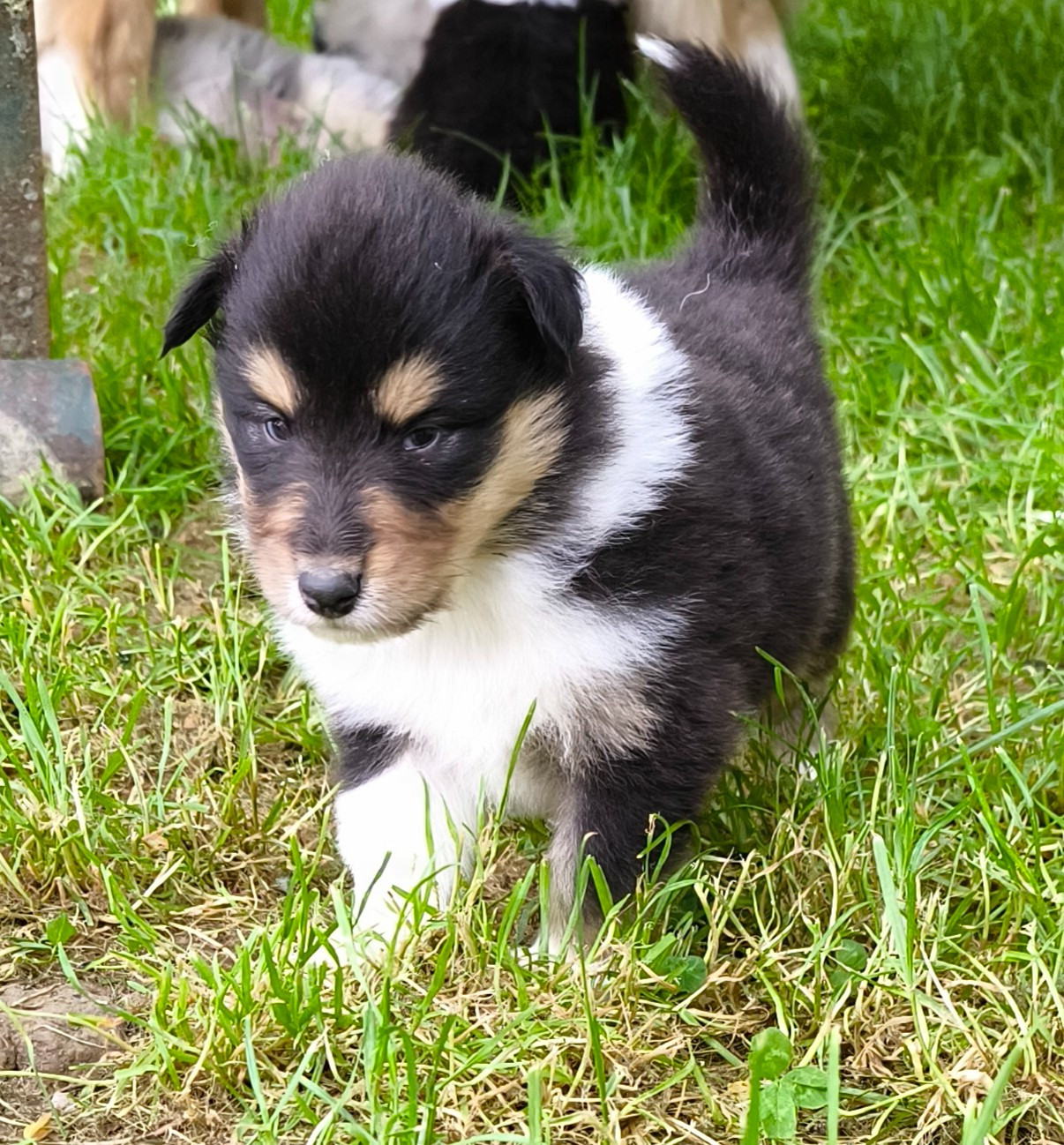 De Charletienne - Chiots disponibles - Colley à poil long