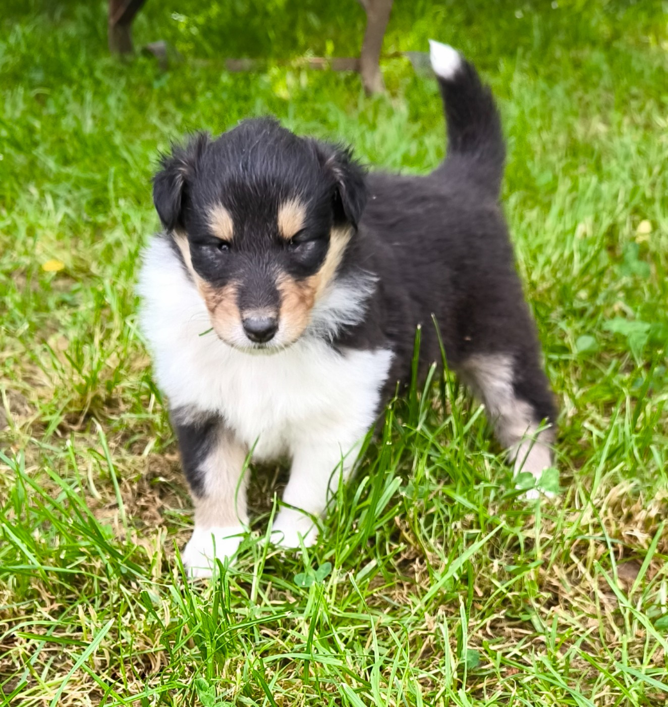 De Charletienne - Chiots disponibles - Colley à poil long