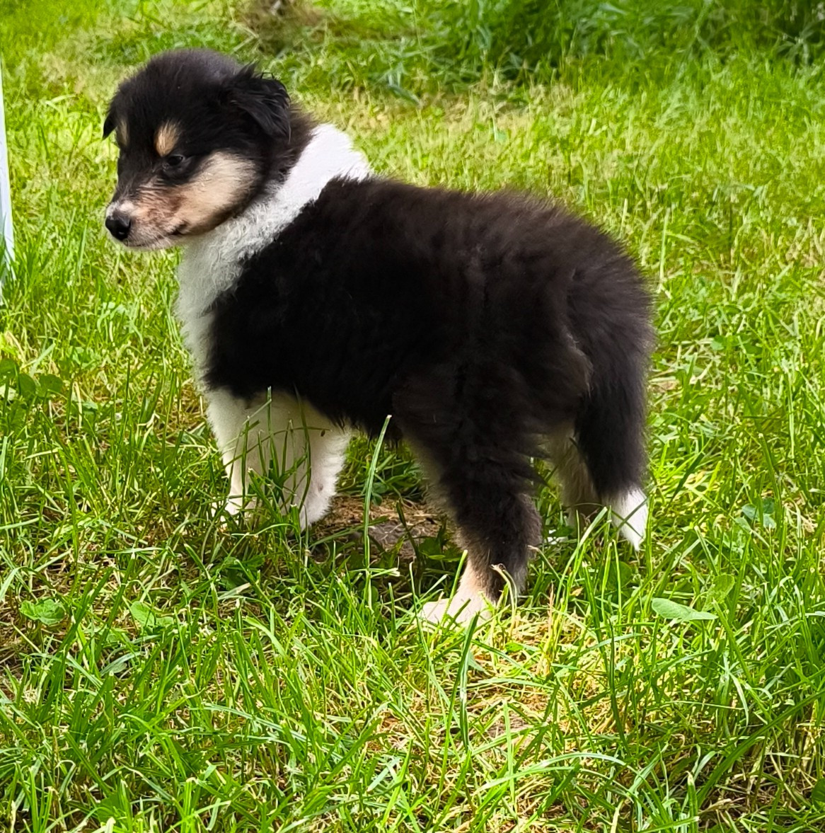 De Charletienne - Chiots disponibles - Colley à poil long