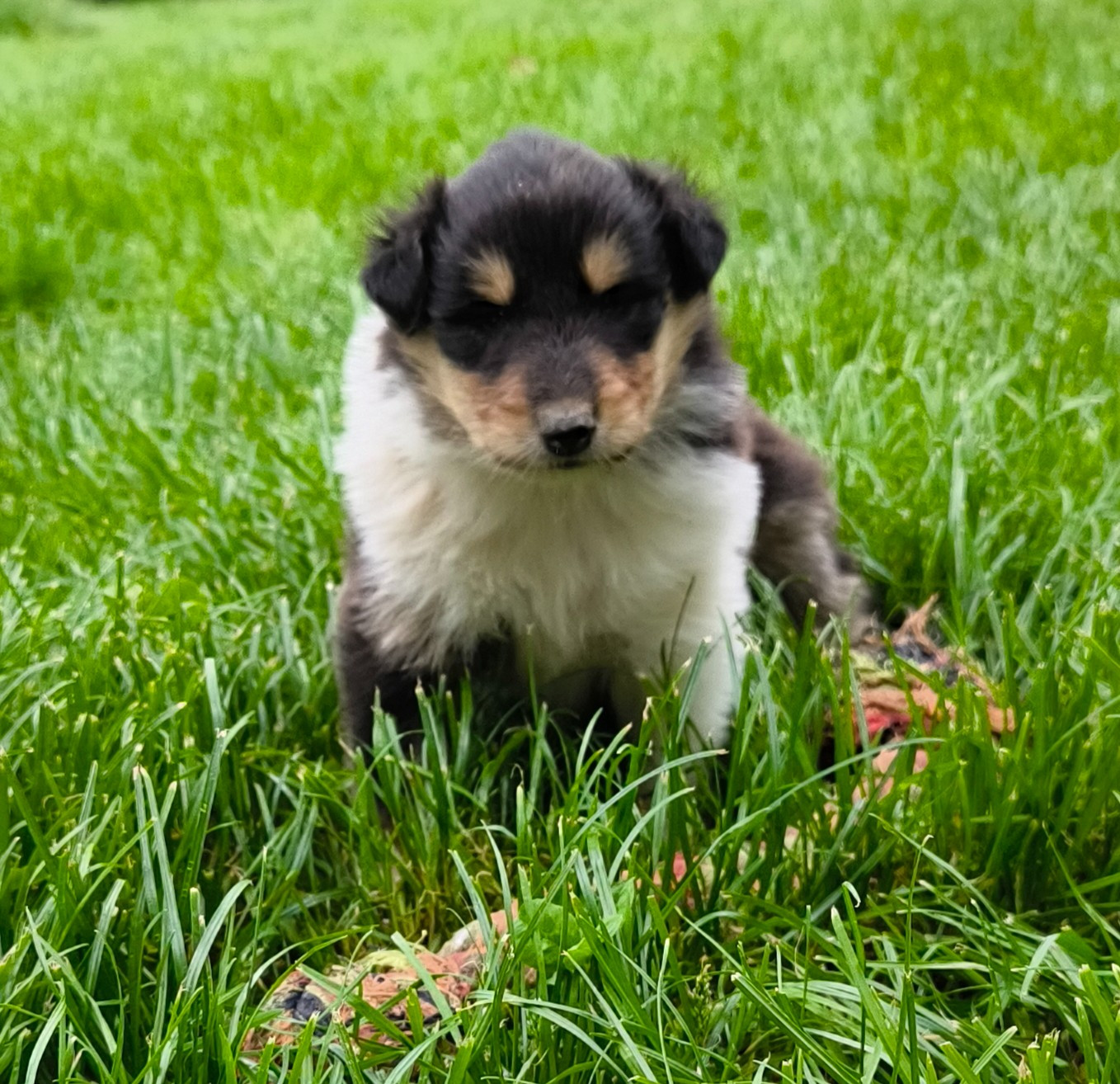 De Charletienne - Chiots disponibles - Colley à poil long