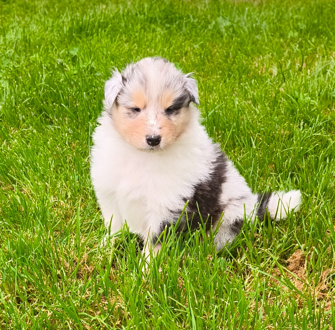 De Charletienne - Chiots disponibles - Colley à poil long