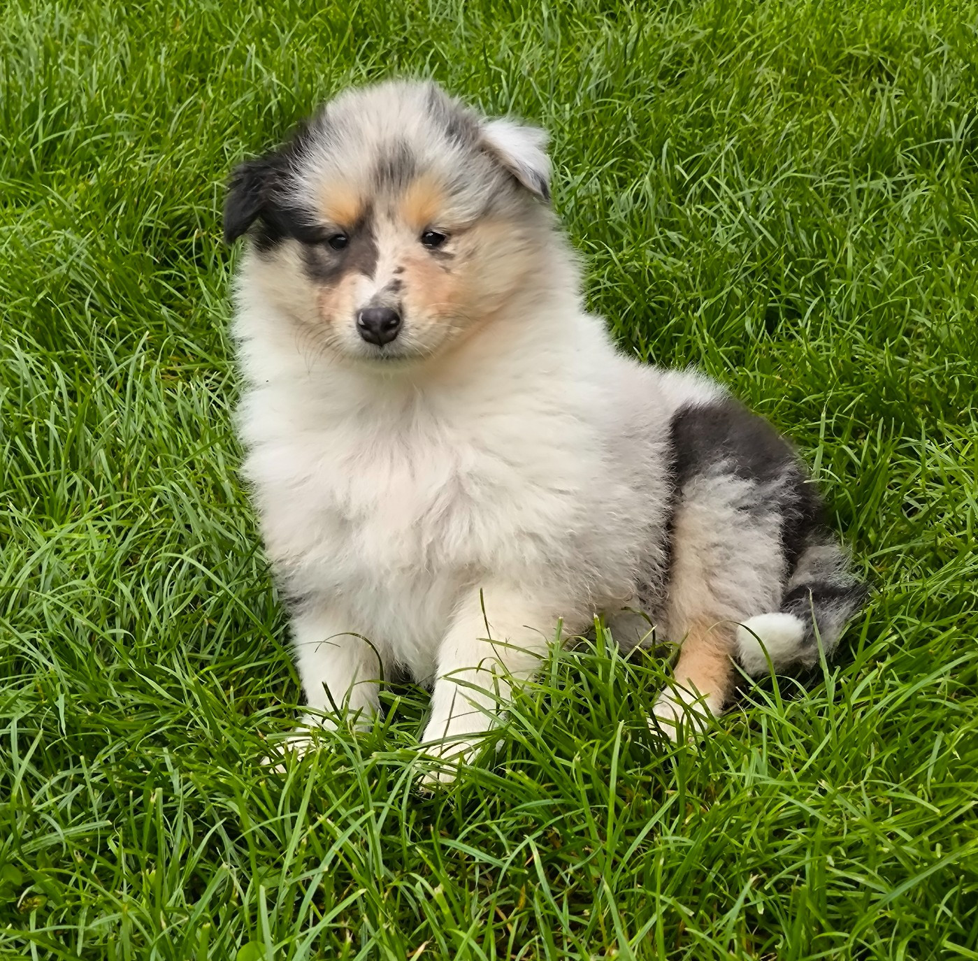 De Charletienne - Chiots disponibles - Colley à poil long