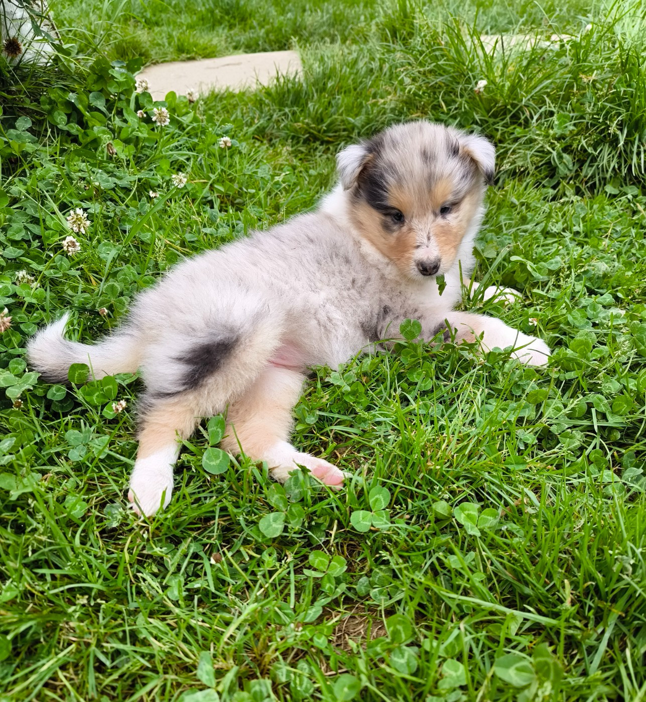 De Charletienne - Chiots disponibles - Colley à poil long
