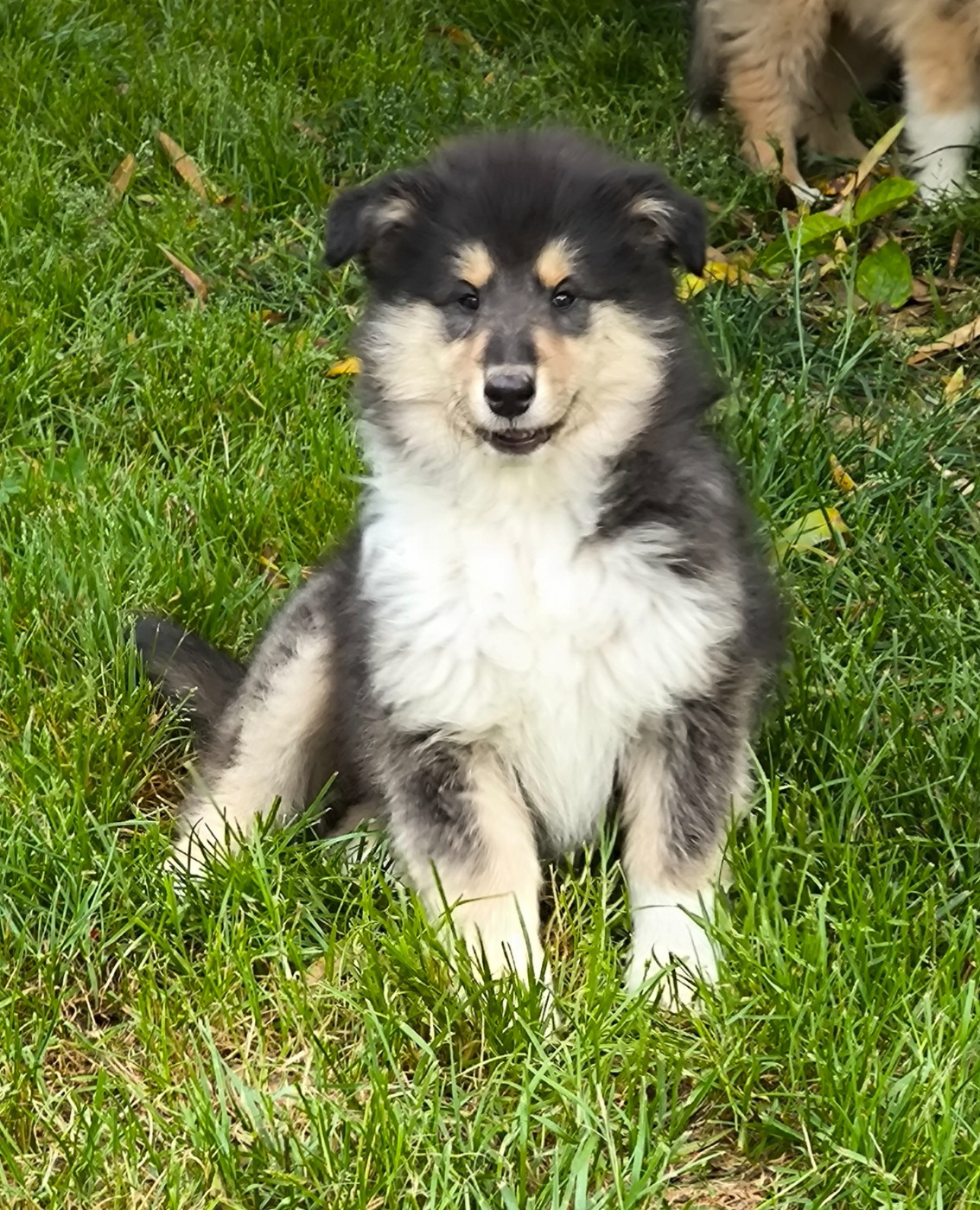 De Charletienne - Chiots disponibles - Colley à poil long