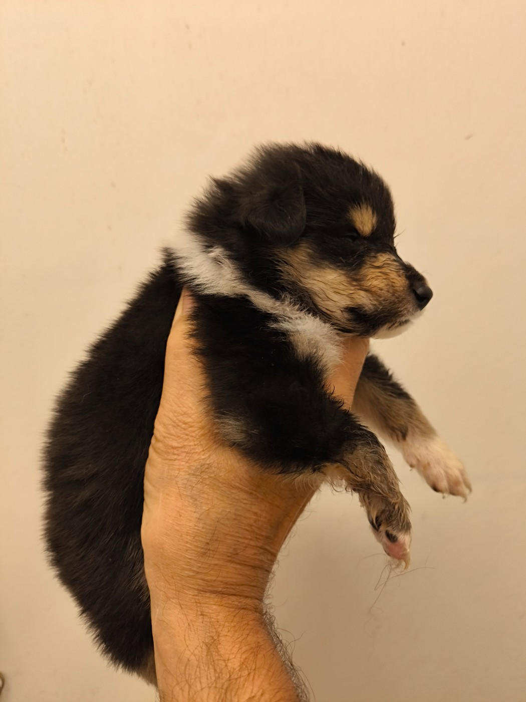 De Charletienne - Chiots disponibles - Colley à poil long