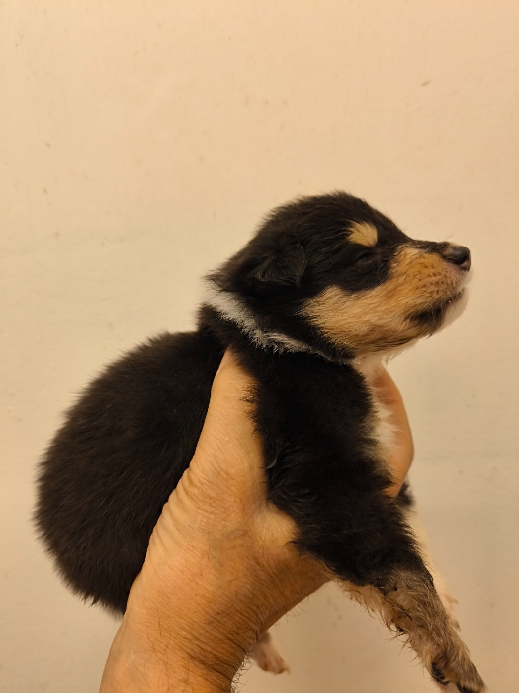 De Charletienne - Chiots disponibles - Colley à poil long