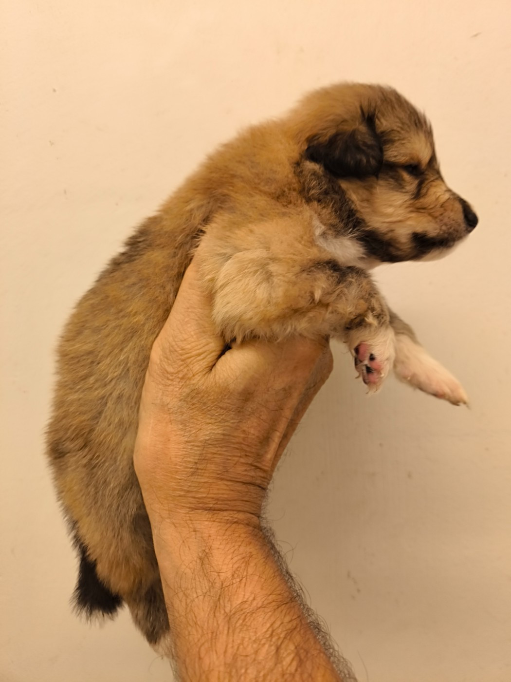 De Charletienne - Chiots disponibles - Colley à poil long