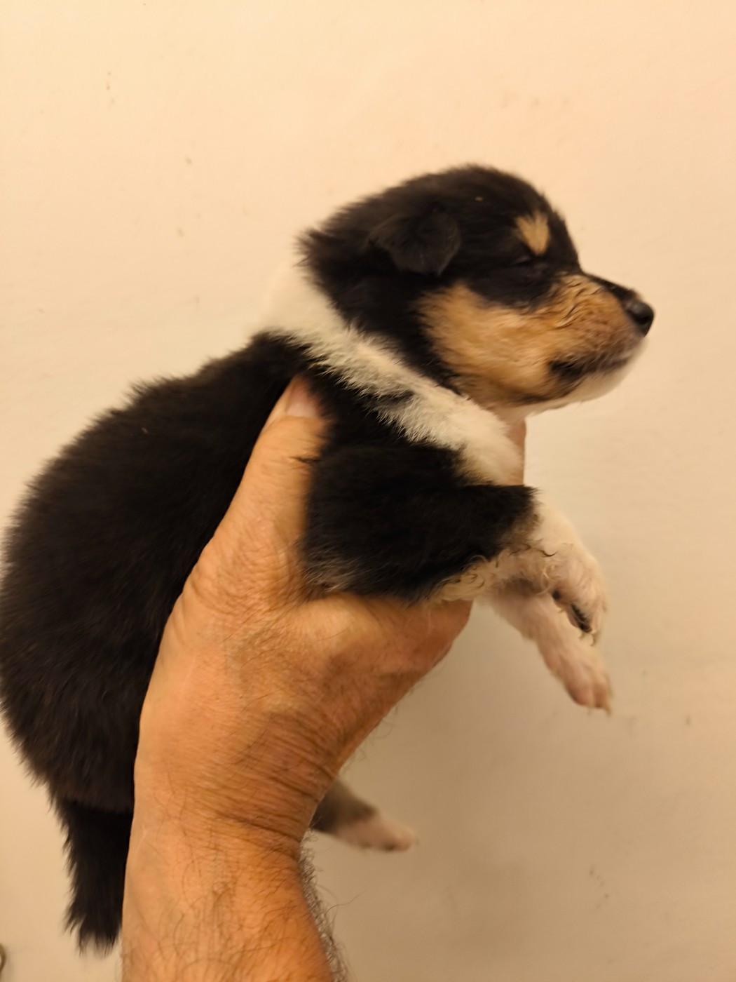 De Charletienne - Chiots disponibles - Colley à poil long