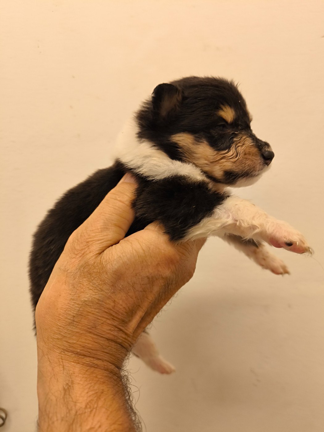 De Charletienne - Chiots disponibles - Colley à poil long
