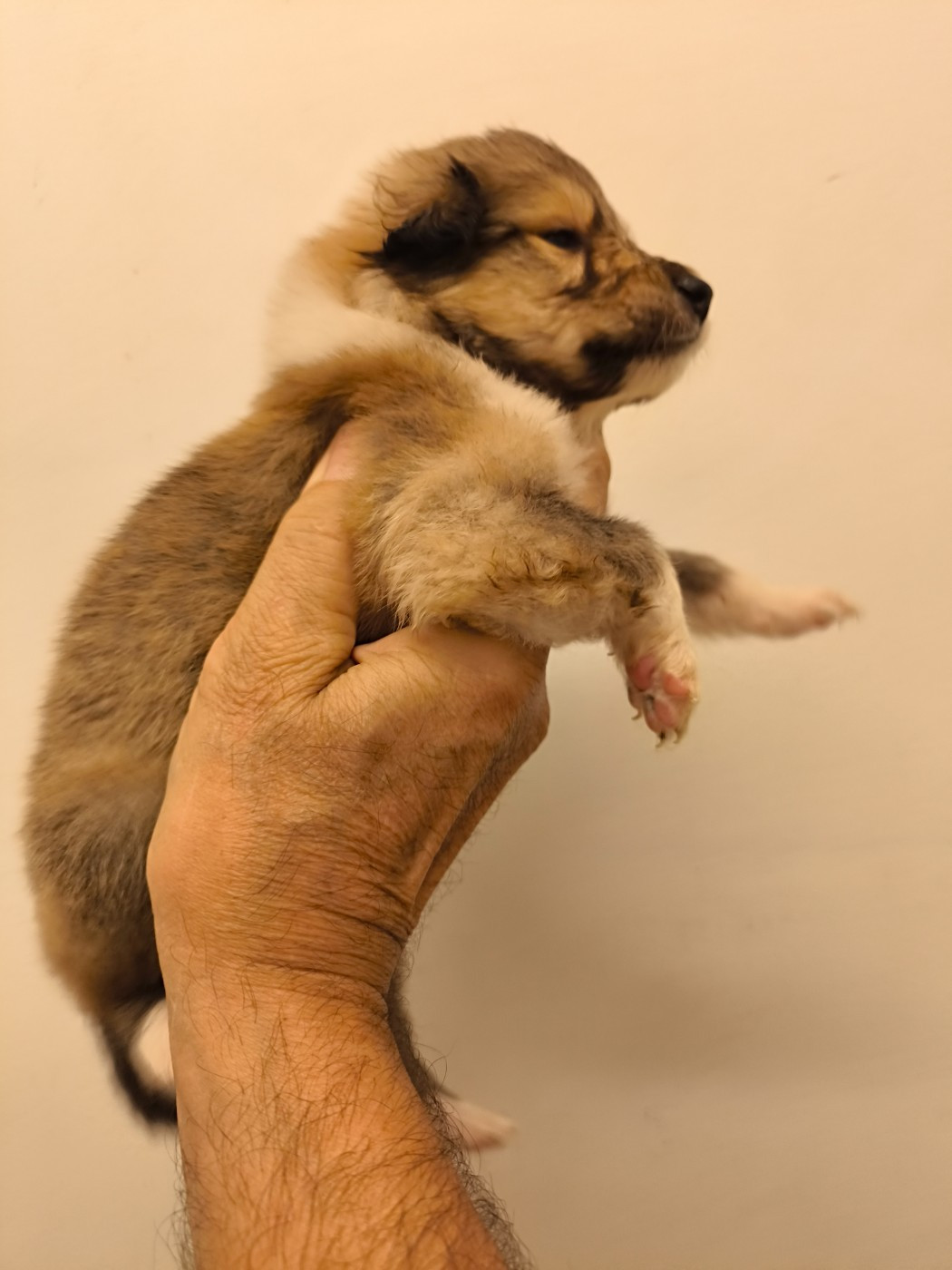 De Charletienne - Chiots disponibles - Colley à poil long