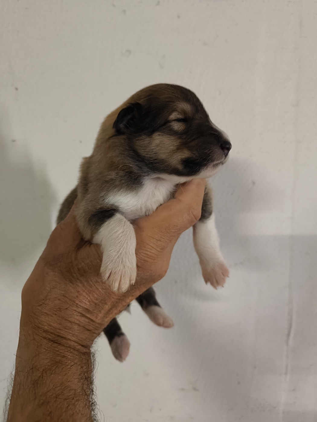 De Charletienne - Chiots disponibles - Colley à poil long