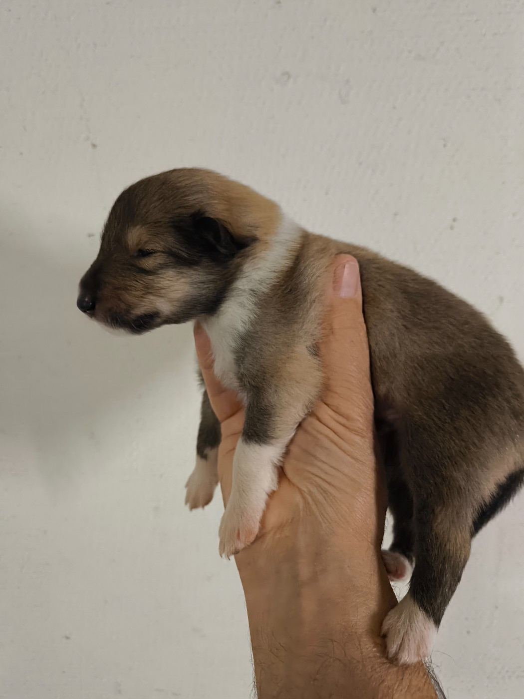 De Charletienne - Chiots disponibles - Colley à poil long