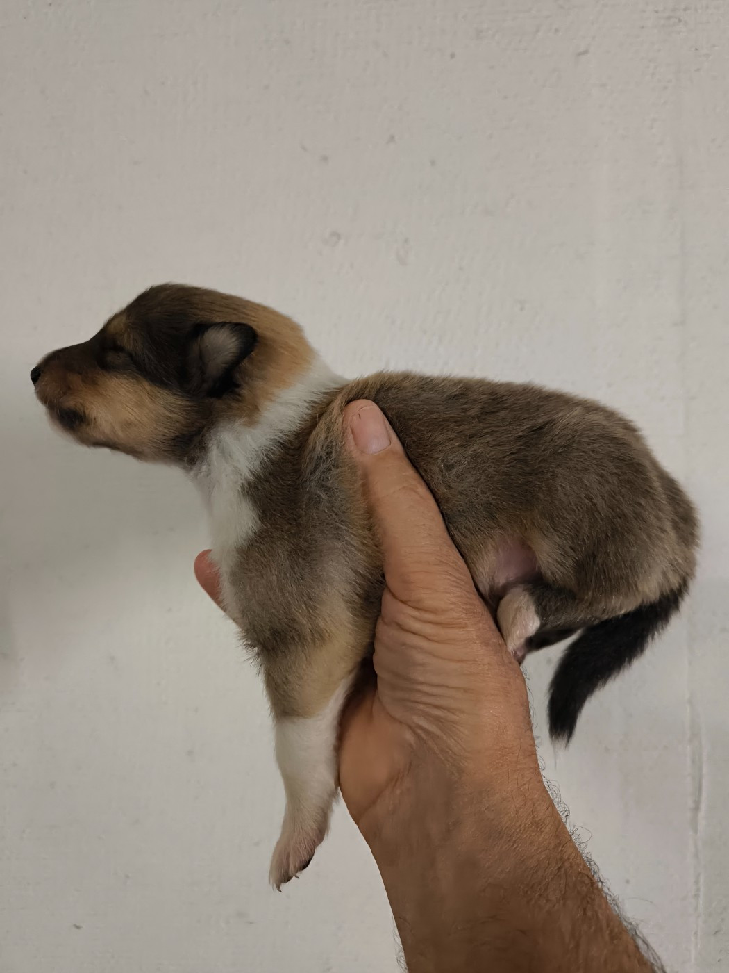 De Charletienne - Chiots disponibles - Colley à poil long