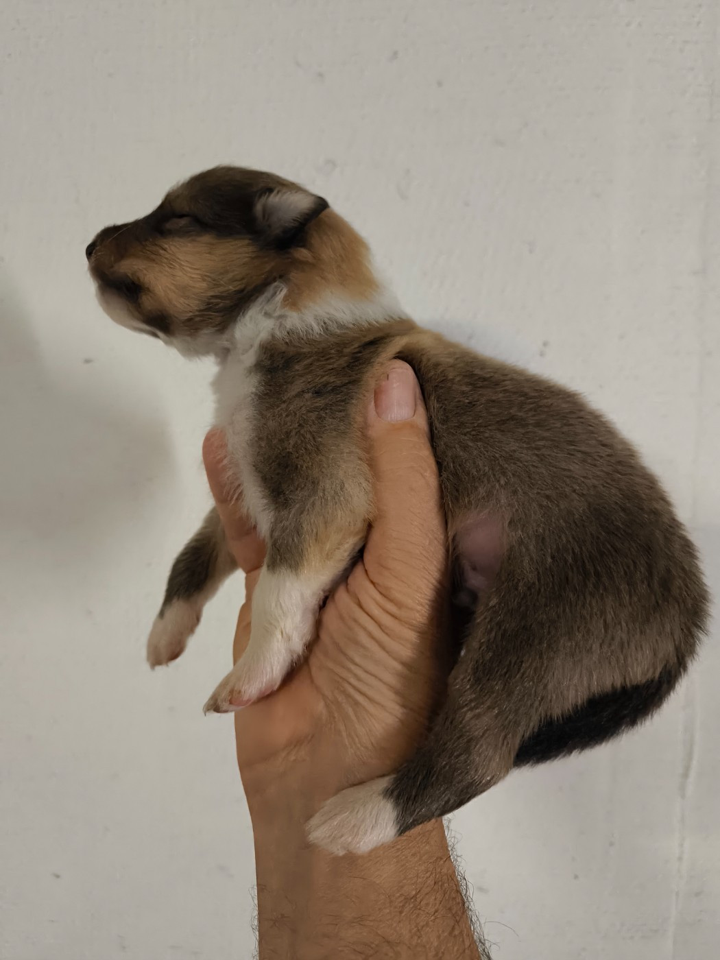 De Charletienne - Chiots disponibles - Colley à poil long