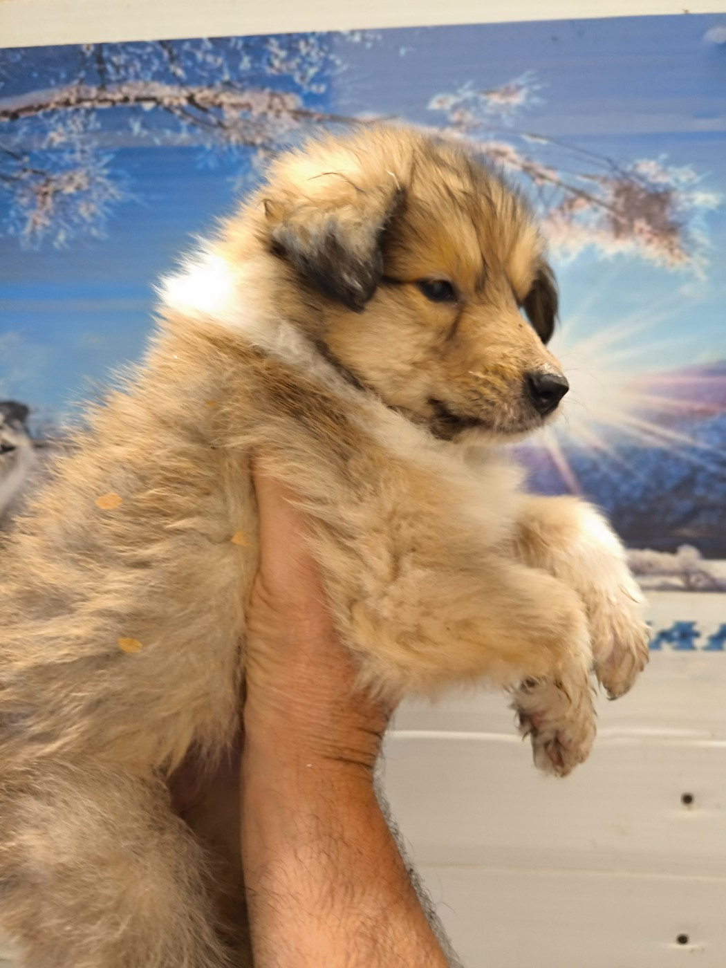 De Charletienne - Chiots disponibles - Colley à poil long