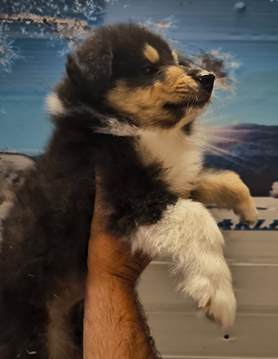 De Charletienne - Chiots disponibles - Colley à poil long
