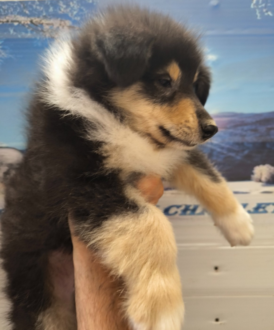 De Charletienne - Chiots disponibles - Colley à poil long