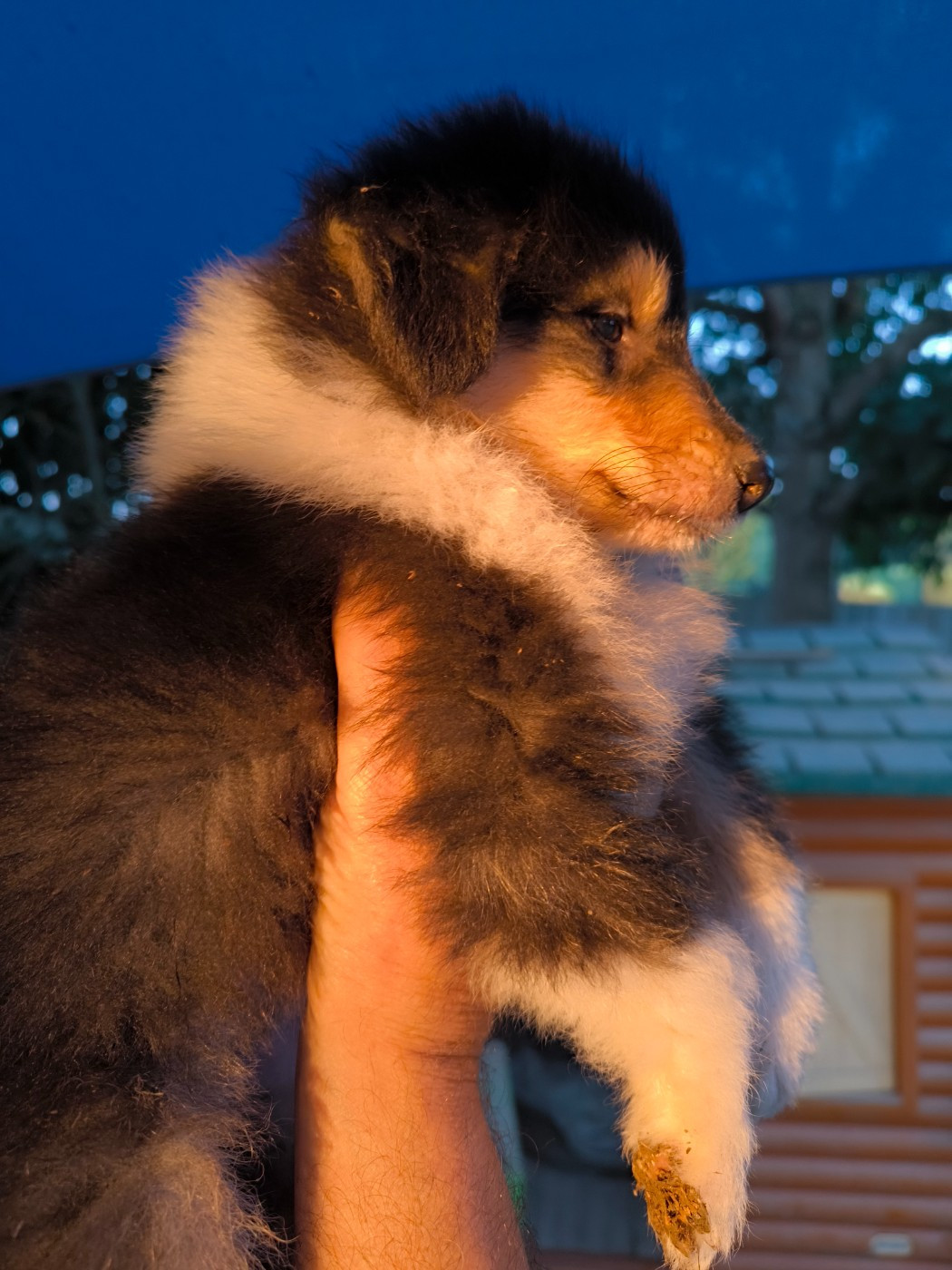 De Charletienne - Chiots disponibles - Colley à poil long