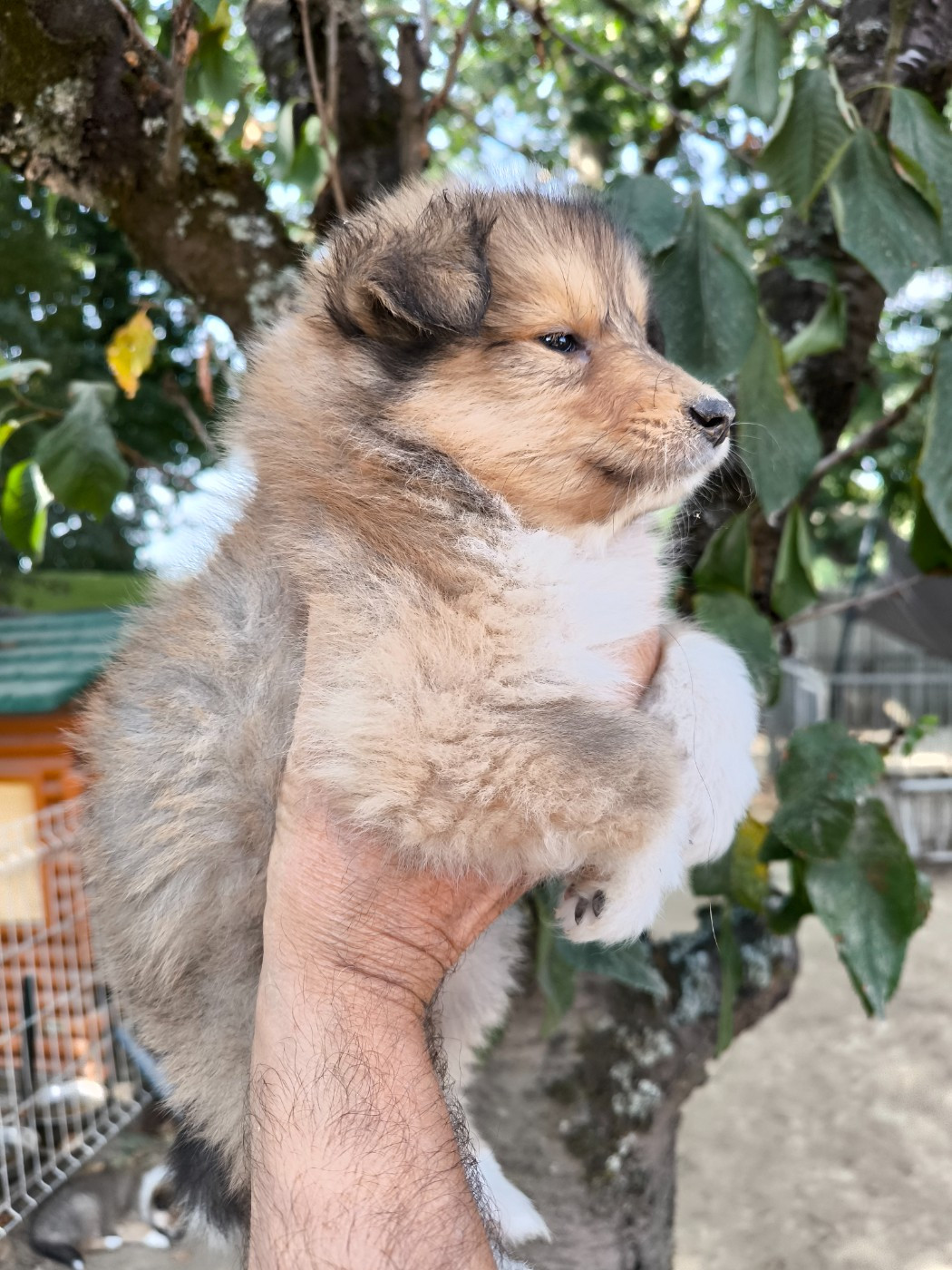 De Charletienne - Chiots disponibles - Colley à poil long