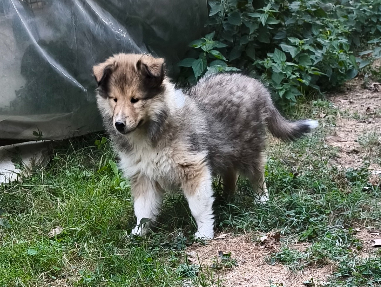 De Charletienne - Chiots disponibles - Colley à poil long