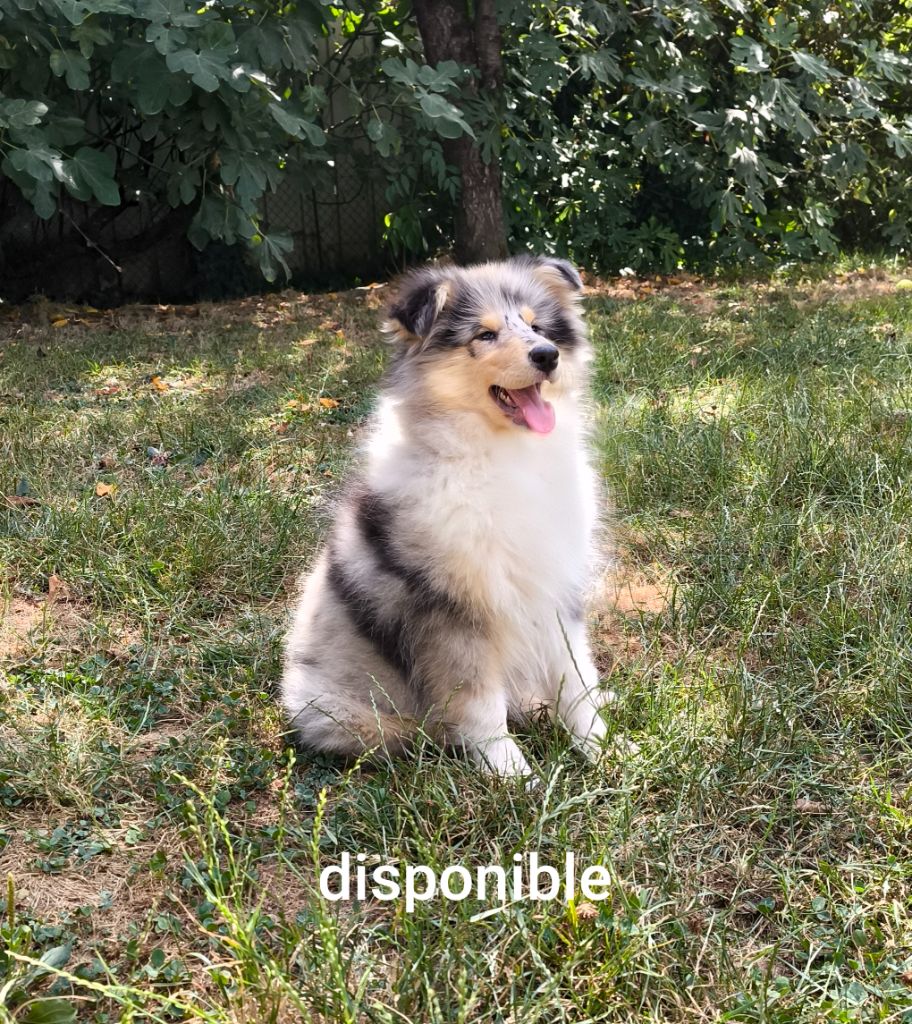De Charletienne - Chiots disponibles - Colley à poil long