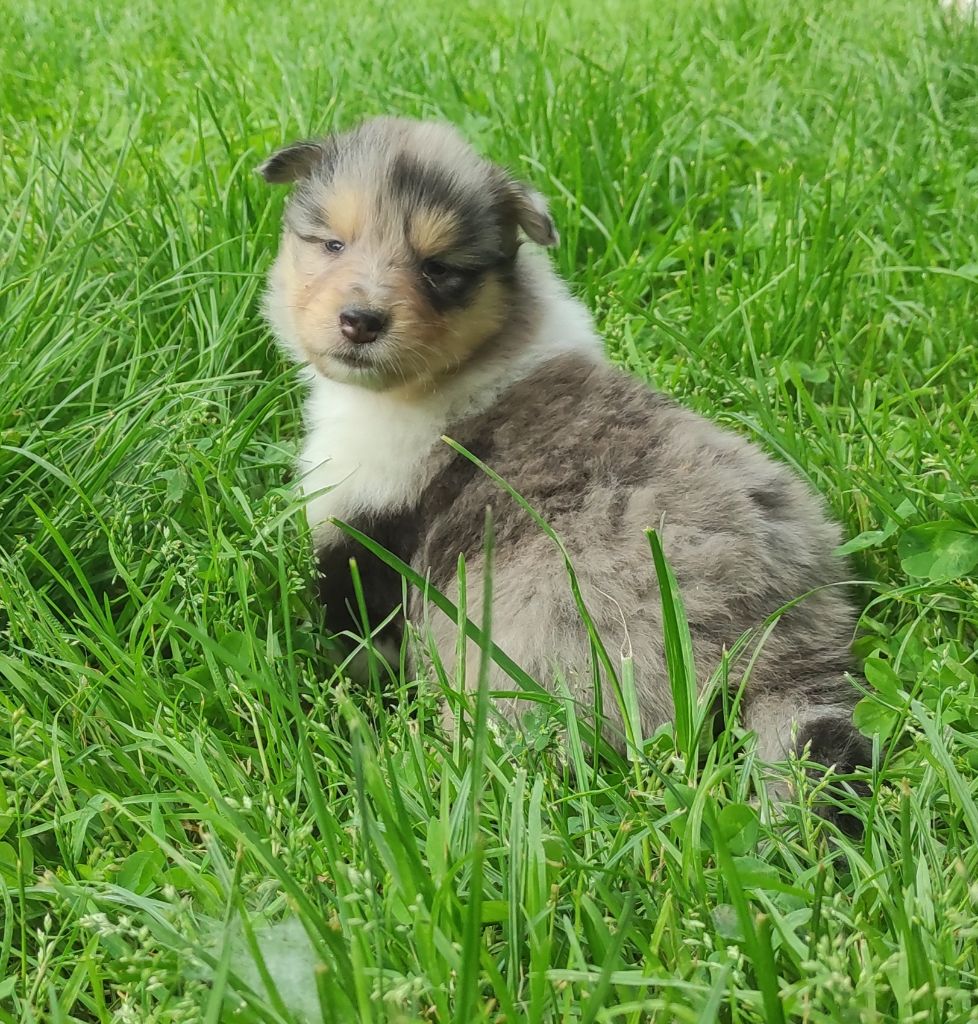 De Charletienne - Chiots disponibles - Colley à poil long